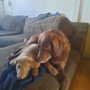 Meet your Posher, Ryan